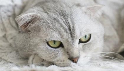 爱游戏-中国篮球青训体系人才培养质量监控与评估，篮球青训师