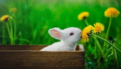 爱游戏体育入口-中国篮球青训体系人才培养质量监控与评估，篮球青训师