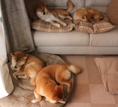 爱游戏体育在线-中国篮球青训体系人才梯队建设模式研究，中国国家篮球青训选拔