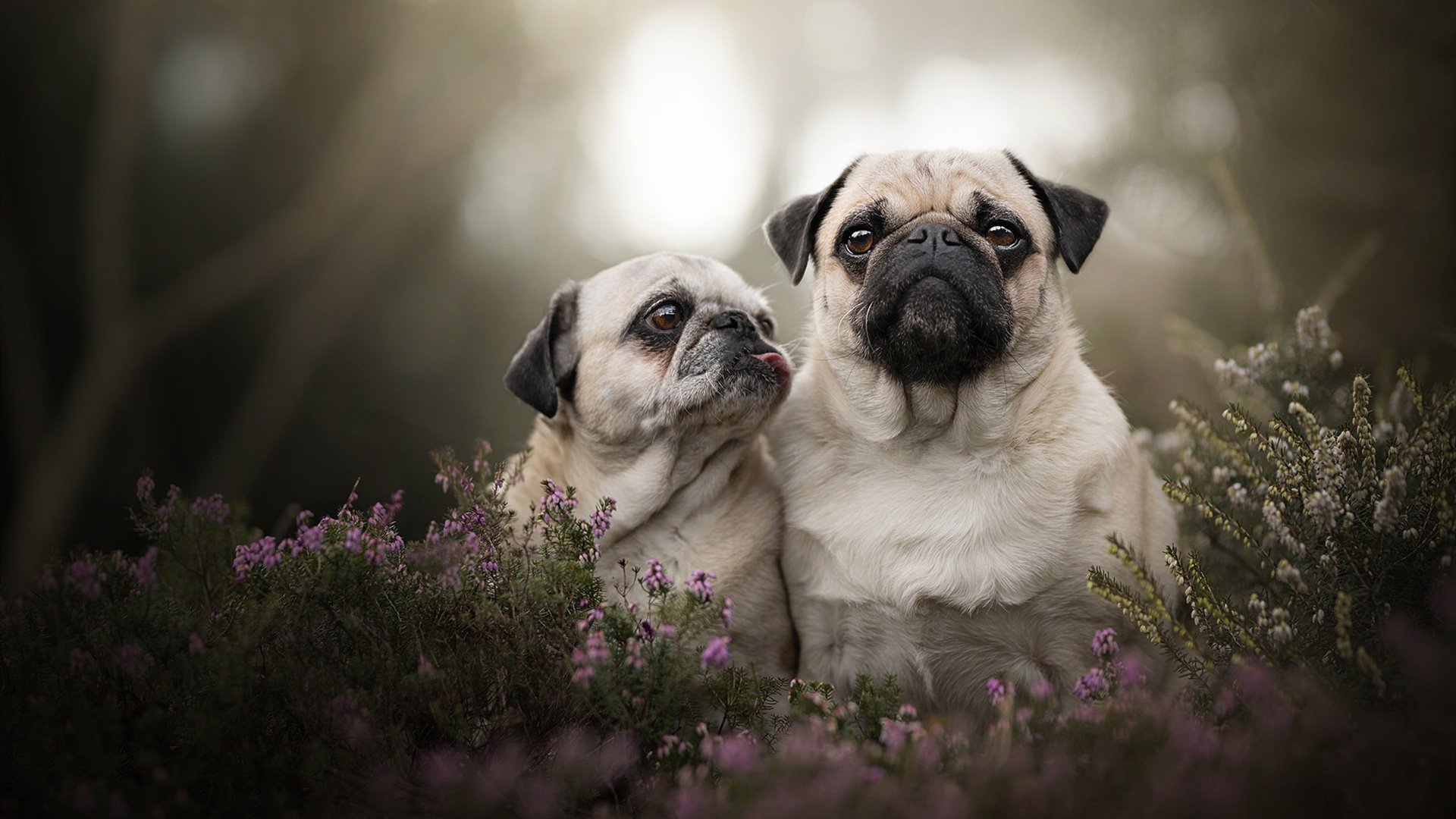 篮球专项体能训练周期规划与执行,篮球项目体能训练计划