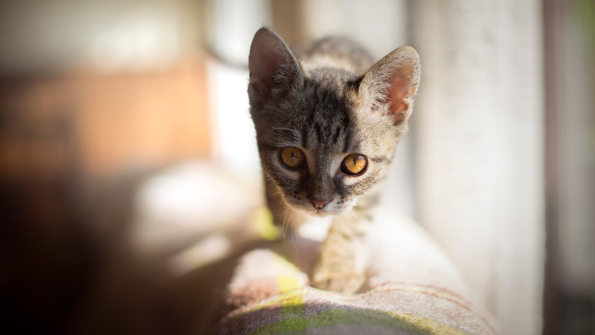 CBA球队强化防守体系减少失分，cba的防守强度