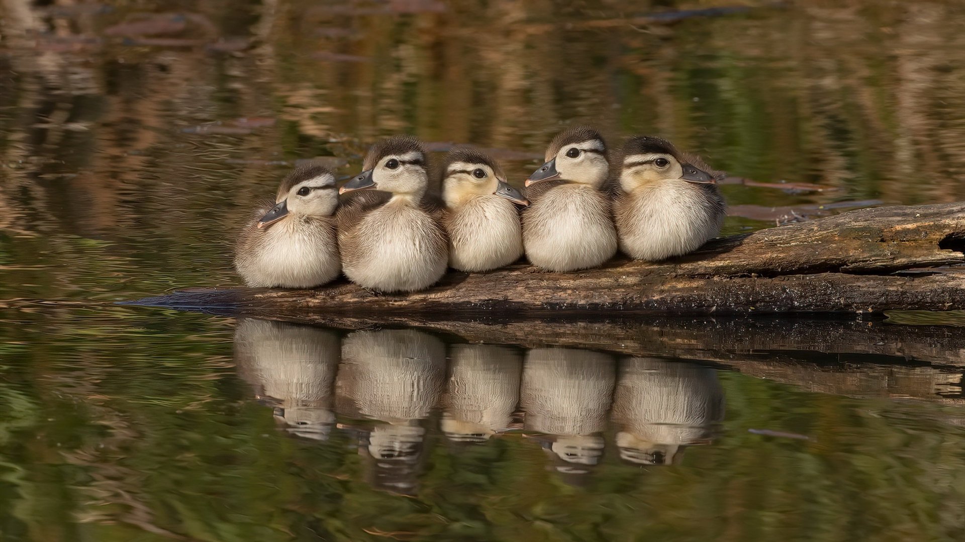 爱游戏下载-Chinese Taipei团队的未来：从本土强队到世界冠军，taipei of china