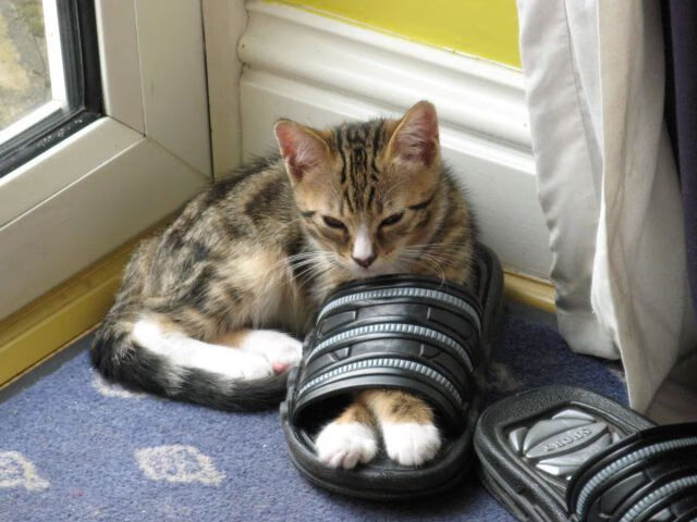 爱游戏体育入口-“2025世界运动会：运动舞蹈赛，金牛区城北体育馆掀起一场舞步狂潮！”