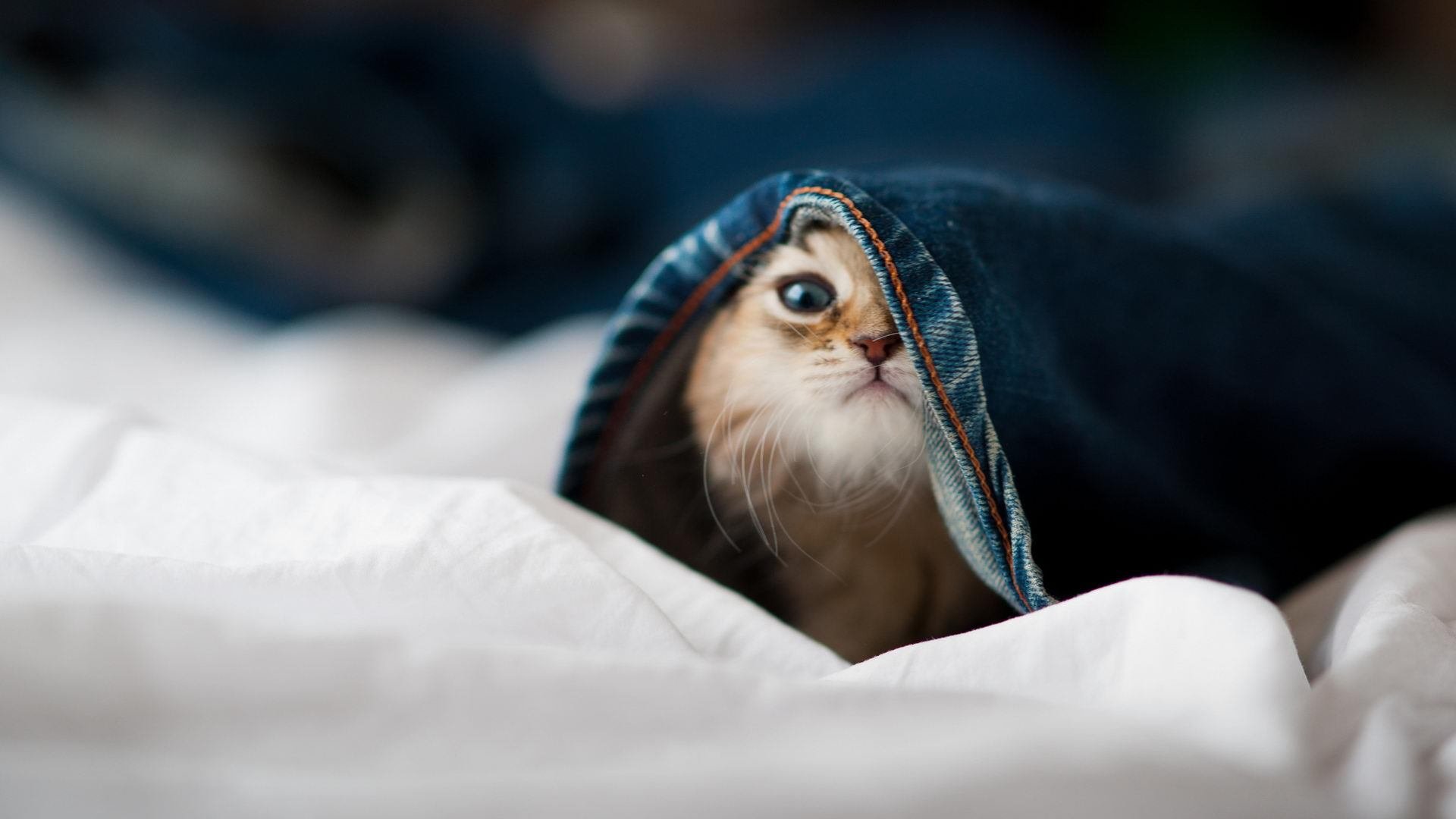 中国足球国家队重视比赛前心理预热流程设计，足球运动员比赛心理分析