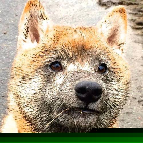 凯恩·瑞安:新西兰橄榄球的未来希望,提升全黑队整体实力,新西兰橄榄球俱乐部