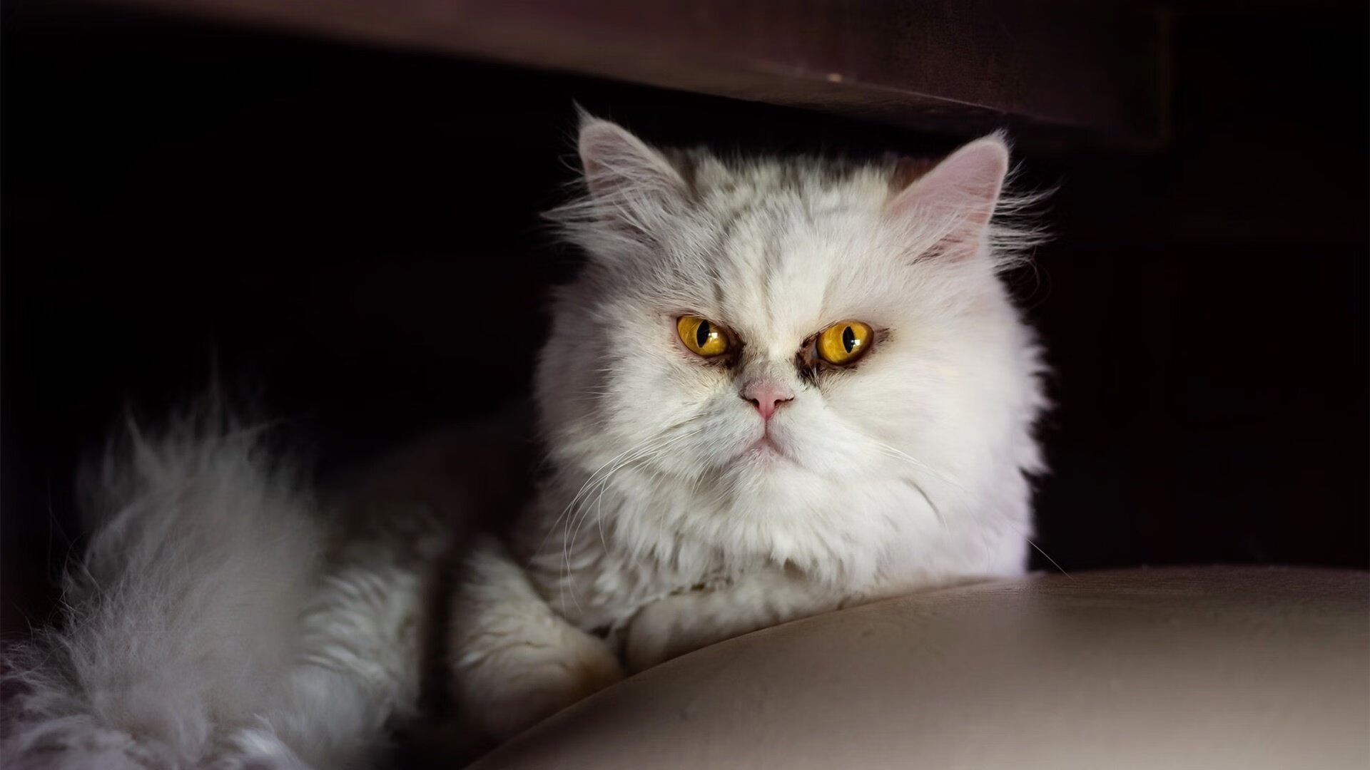 塞维利亚延续良好状态,冲击欧洲赛场资格