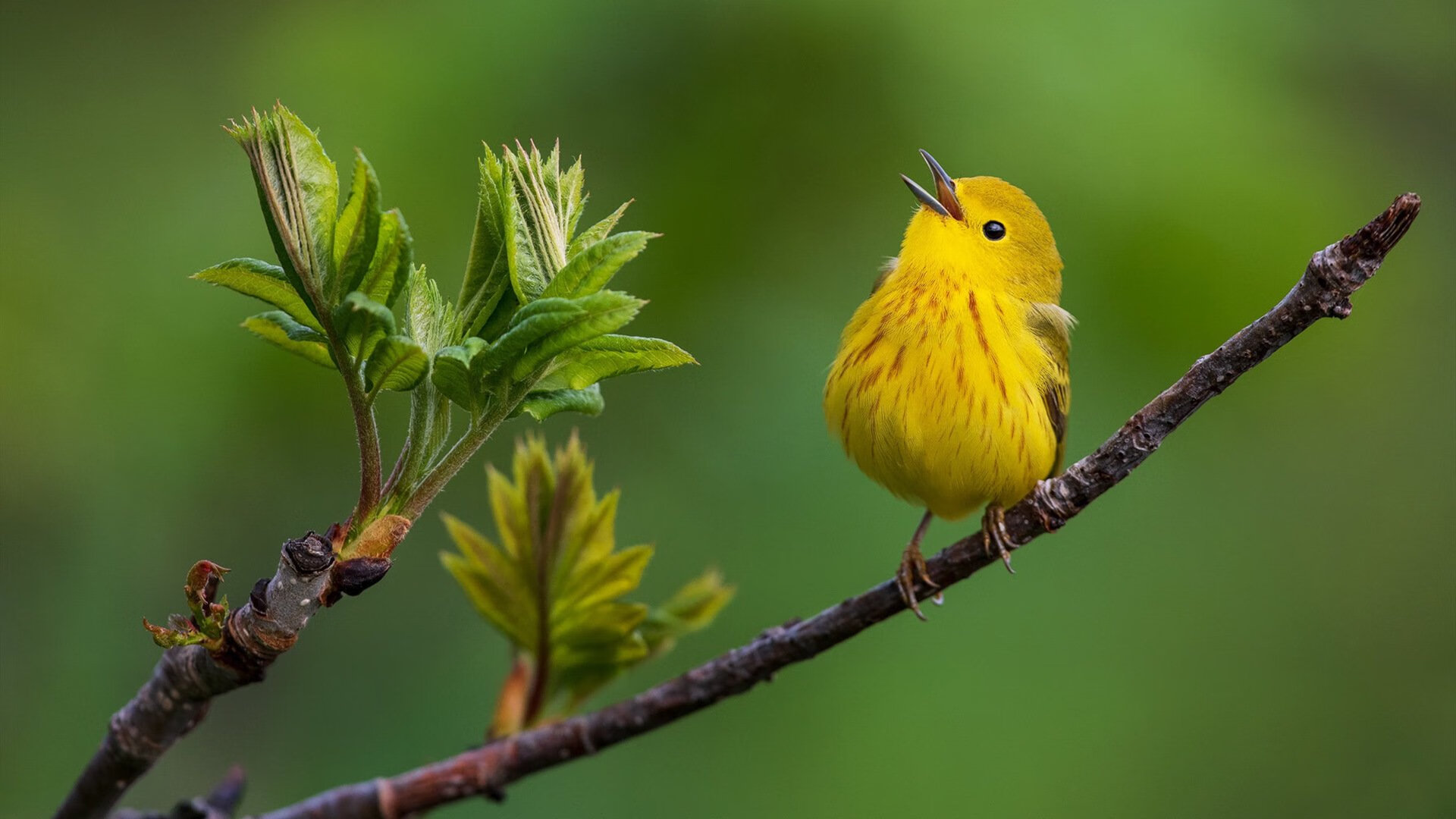 奇才主打双控卫阵容进攻更具层次,奇才打强队