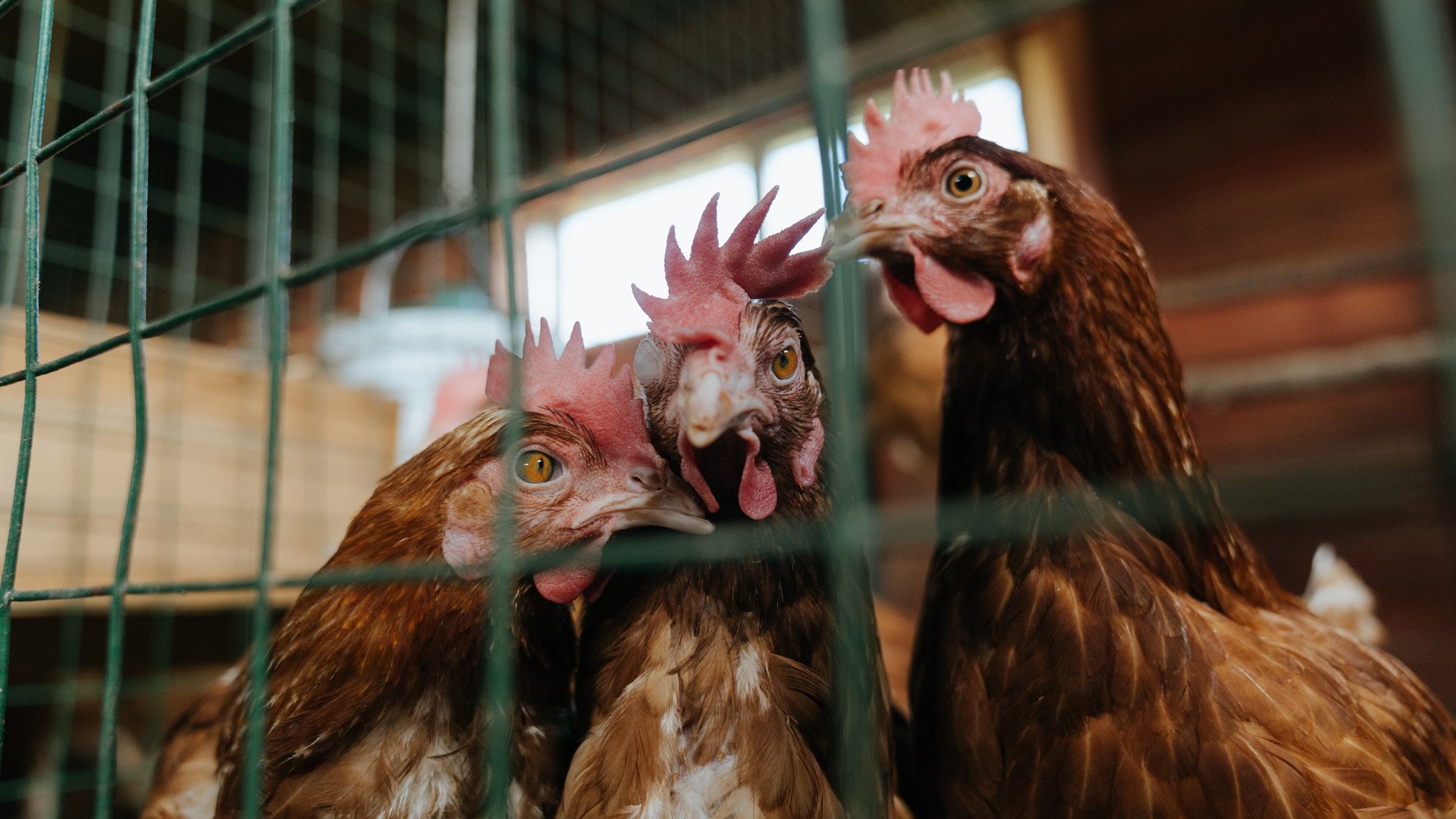 希腊女子仰泳老将状态回暖,希腊女子仰泳老将状态回暖视频