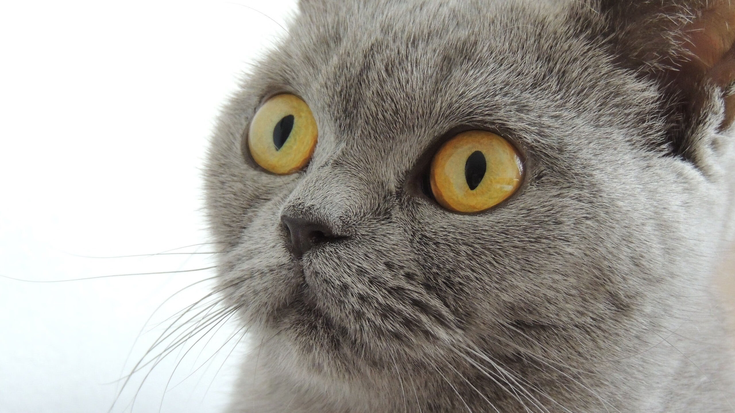 德甲绝佳阵地战:攻防对抗的艺术表达,德甲榜首大战