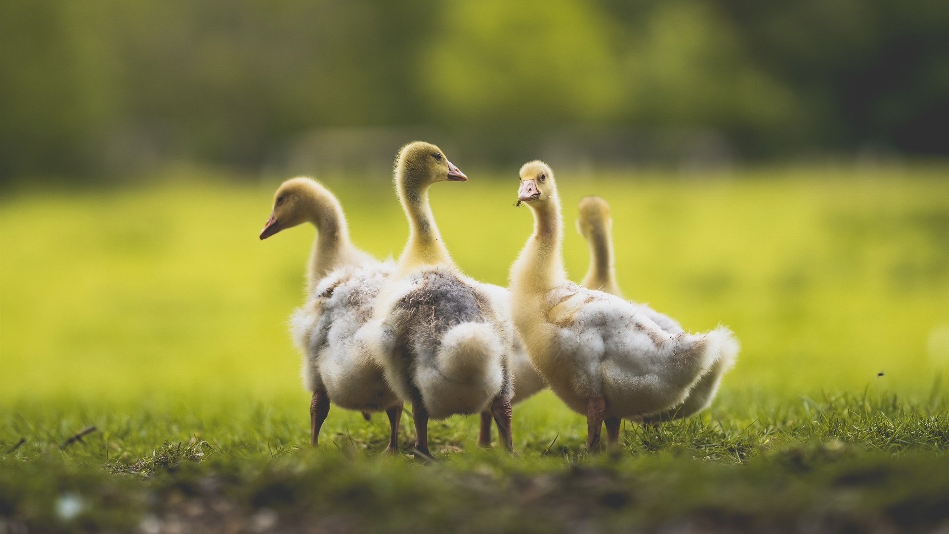 爱游戏体育娱乐-谢佩玲10米跳台决赛夺冠有望，谢佩岐是谁